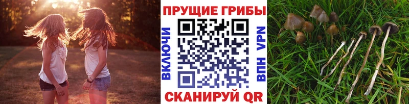 blacksprut ТОР  Дедовск  Галлюциногенные грибы мицелий 